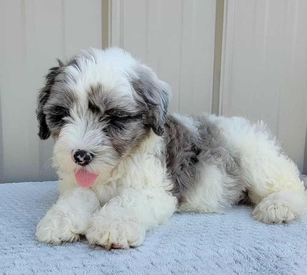 Mini Sheepadoodle