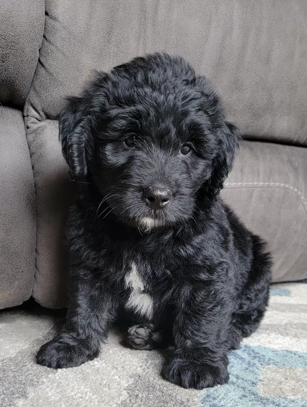 Newfypoo puppies deals near me