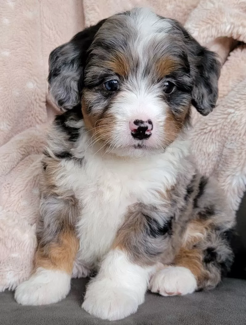 Puppy Name: Mini Gus