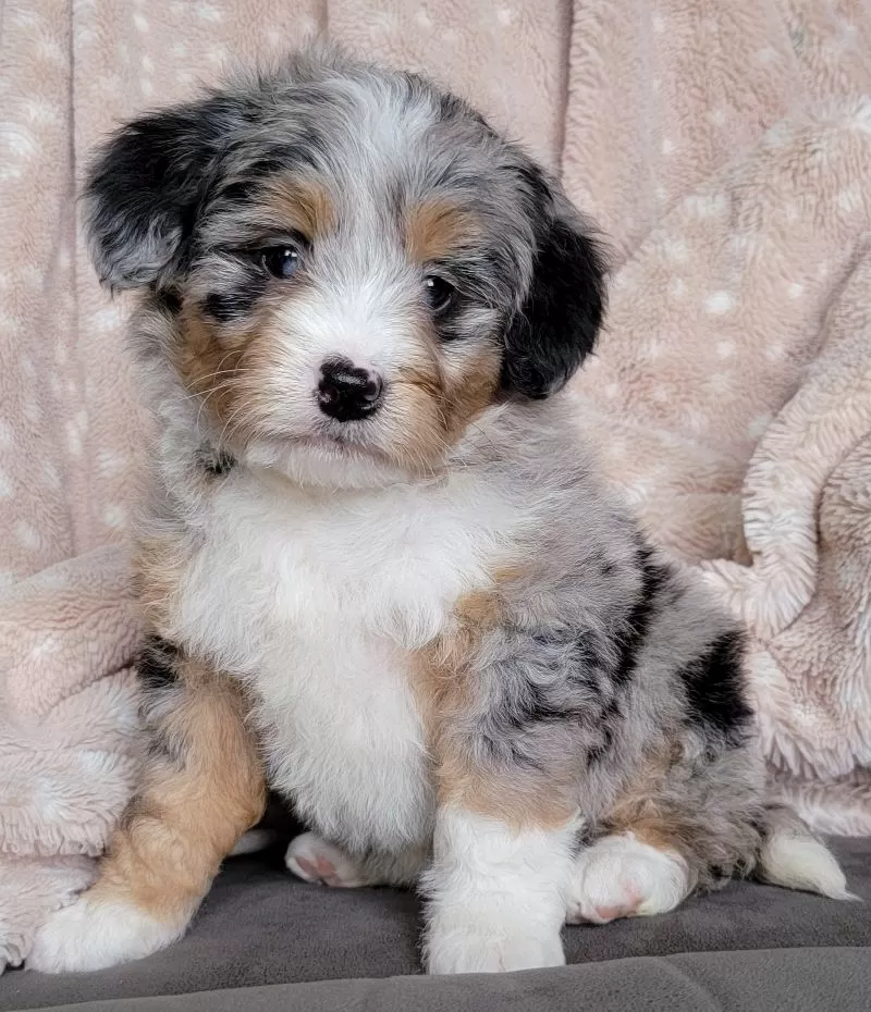 Puppy Name: Mini Hazel