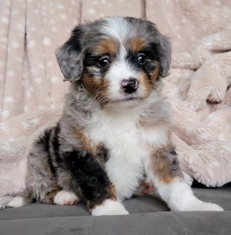 Puppy Name: Mini Willow