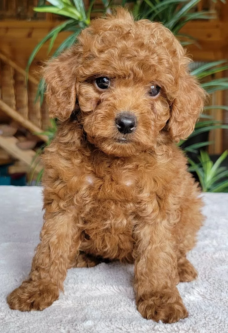 Puppy Name: Mini Chloe