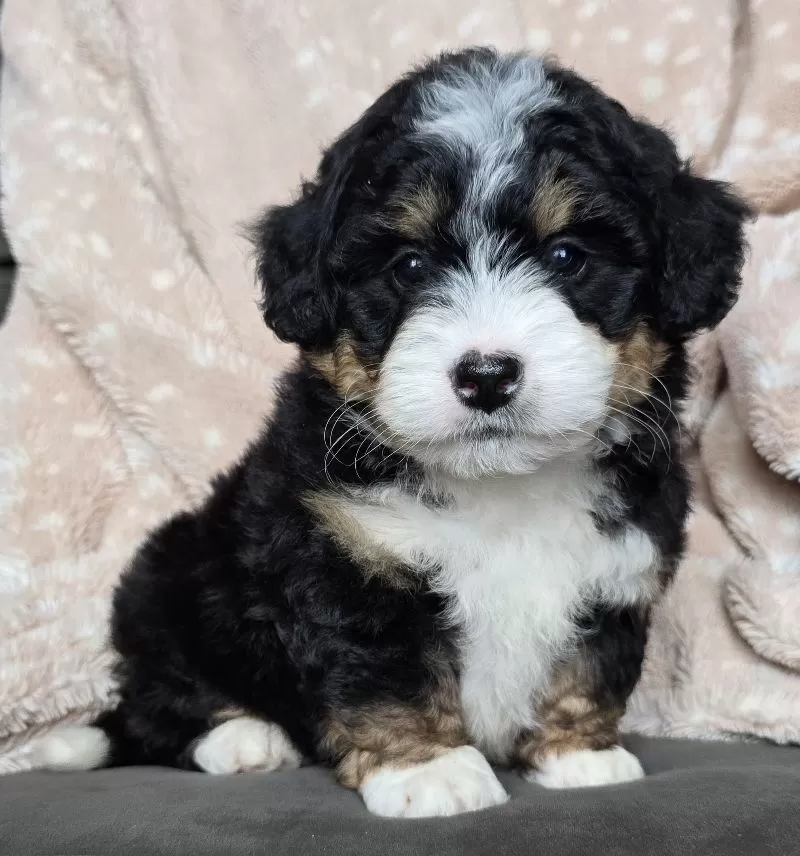 MINI TUCKER
