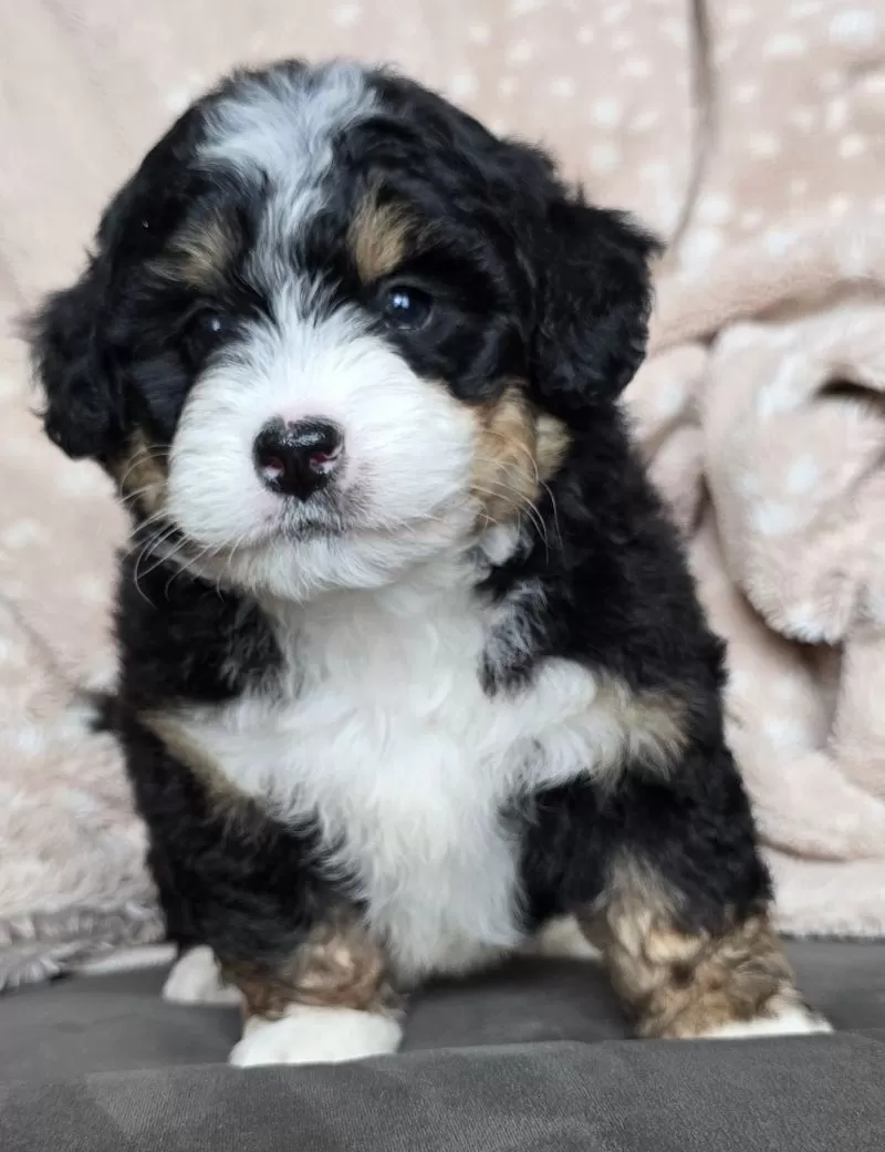 MINI TUCKER