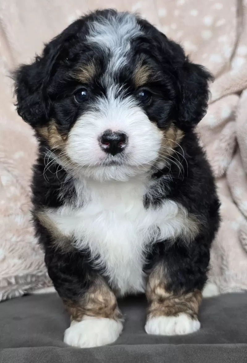 MINI TUCKER