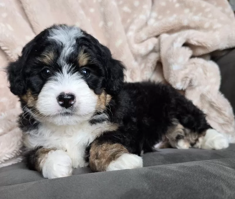 MINI TUCKER