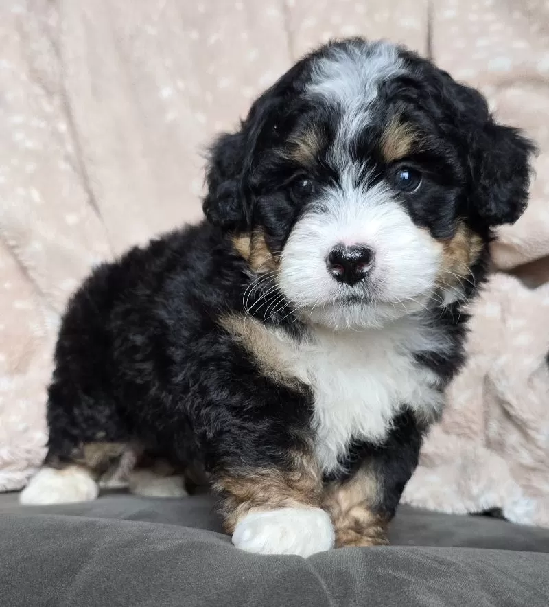 MINI TUCKER