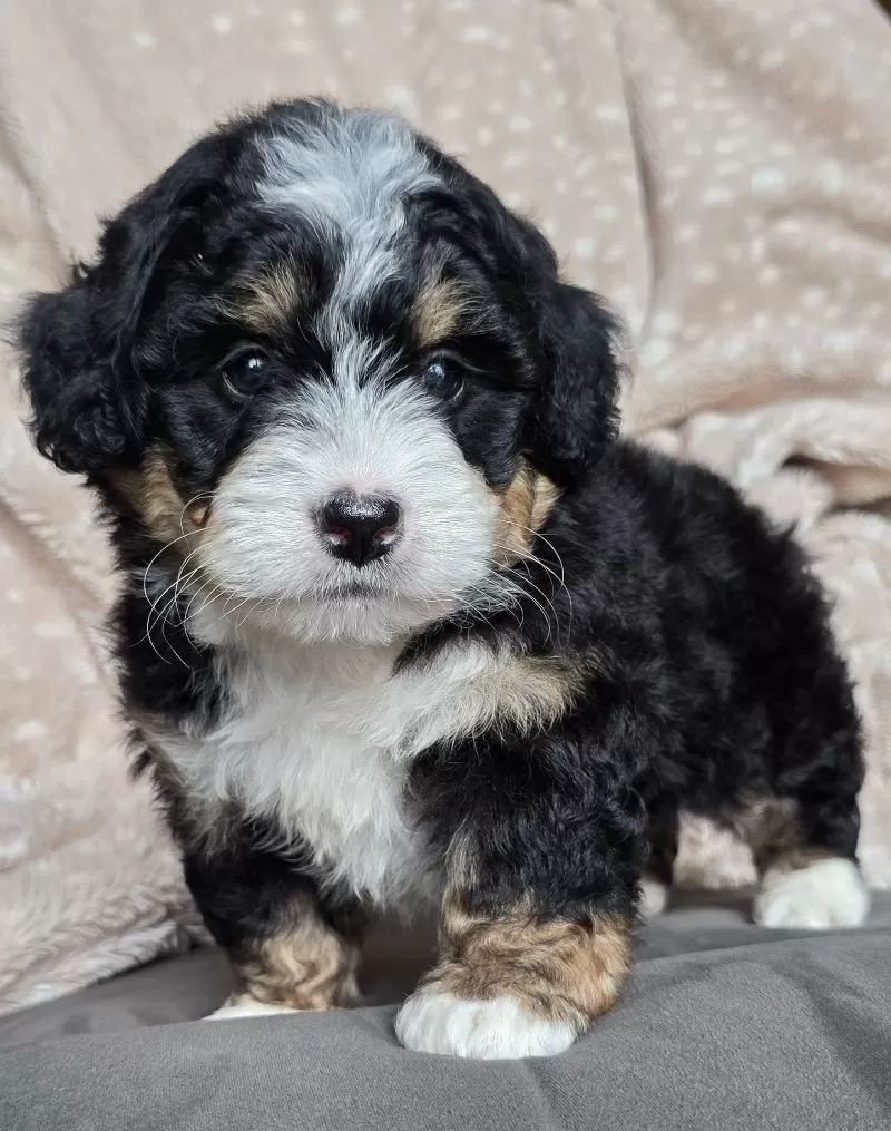 MINI TUCKER