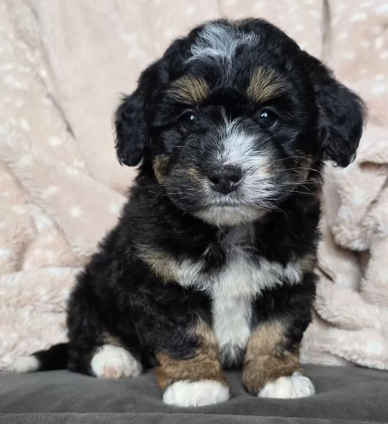 MINI TEDDY