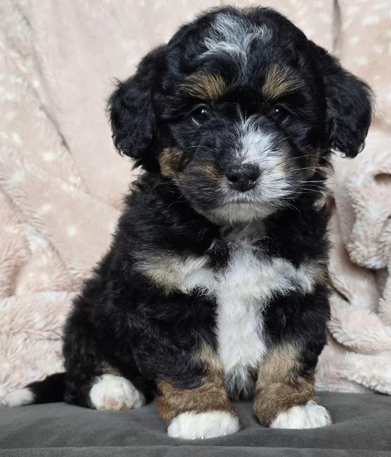 MINI TEDDY