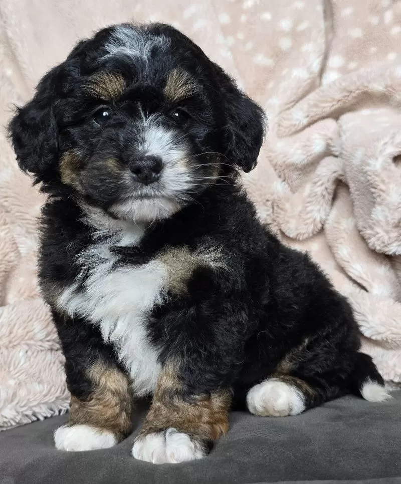 MINI TEDDY