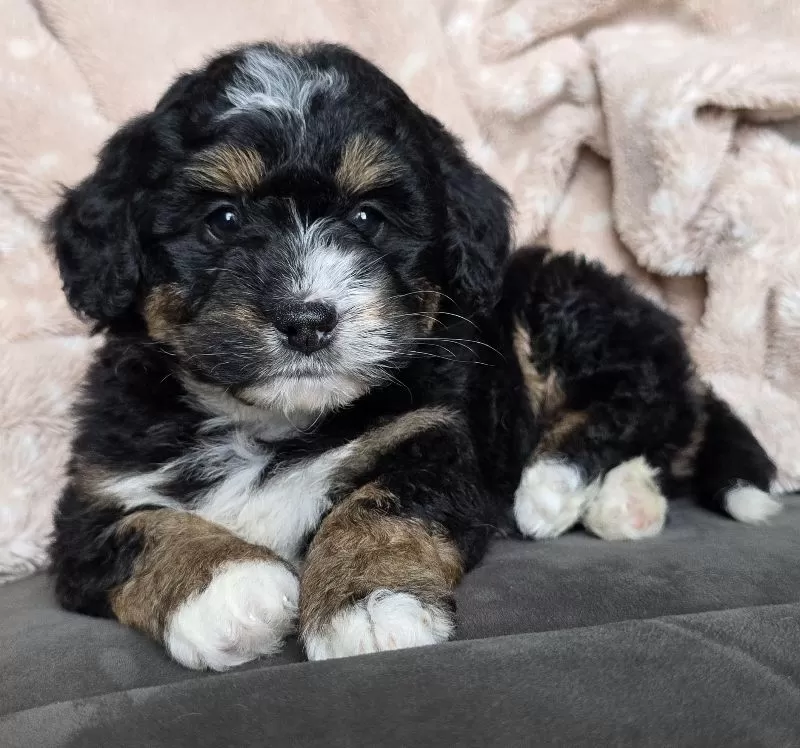 MINI TEDDY
