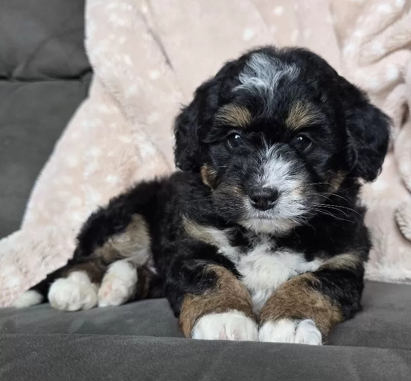 MINI TEDDY