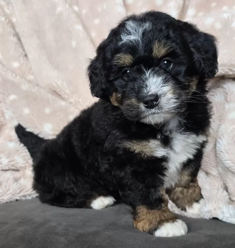 MINI TEDDY