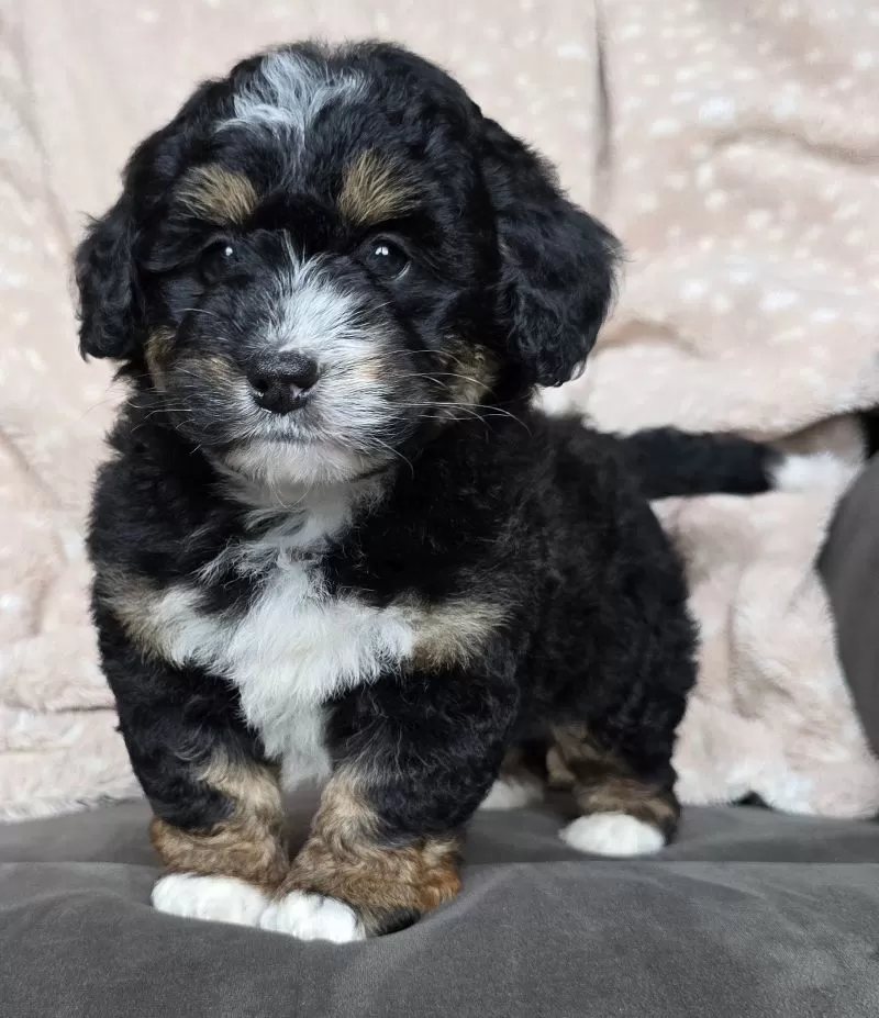 MINI TEDDY