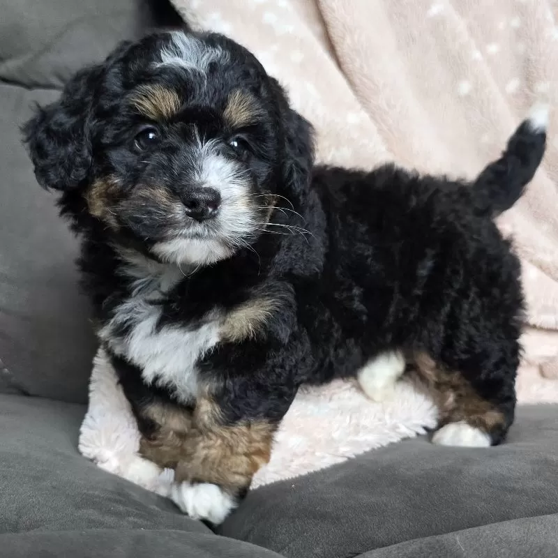 MINI TEDDY