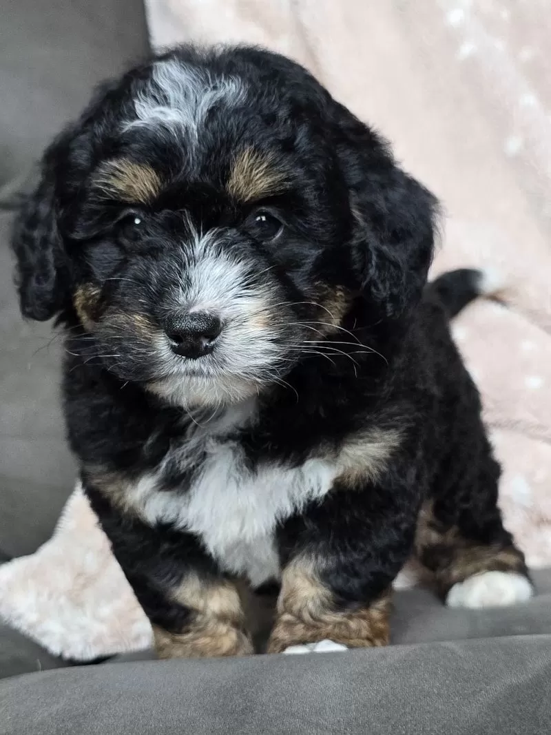 MINI TEDDY