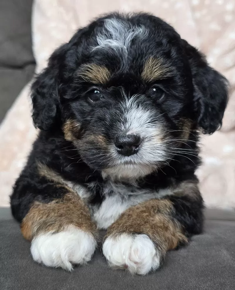 MINI TEDDY