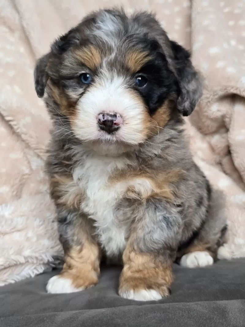 MINI THEO