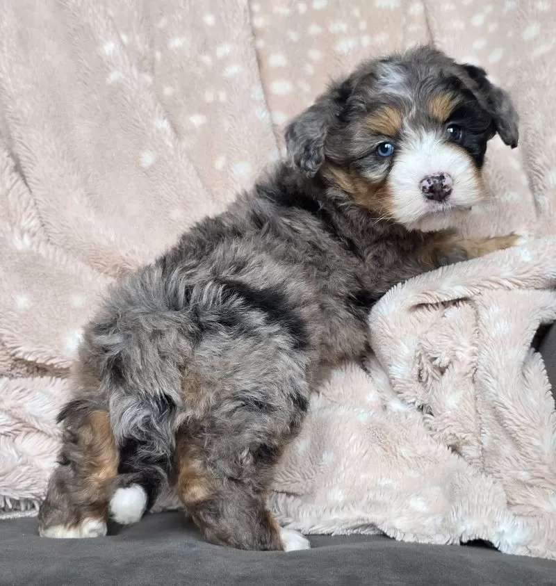 MINI THEO