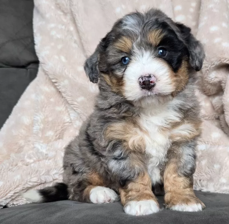 MINI THEO