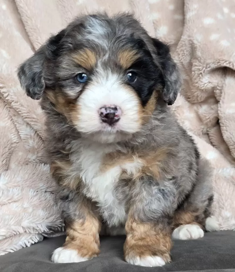 MINI THEO