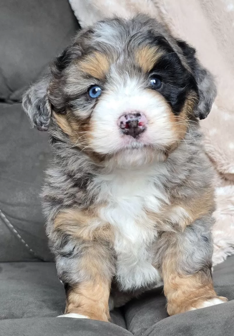 MINI THEO