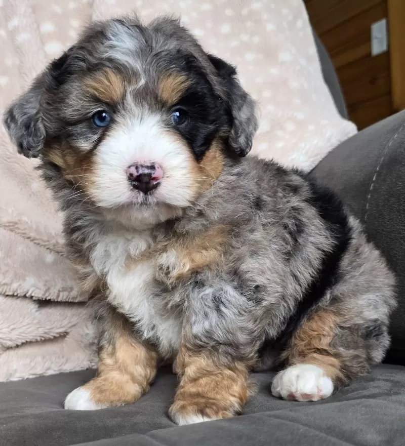 MINI THEO