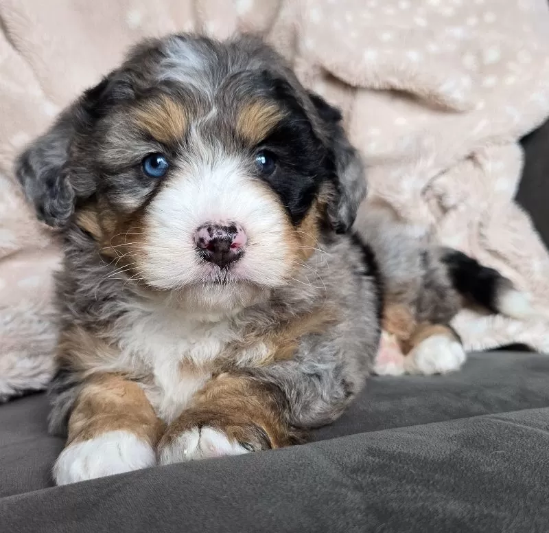 MINI THEO