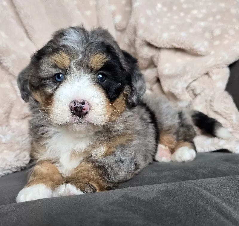 MINI THEO