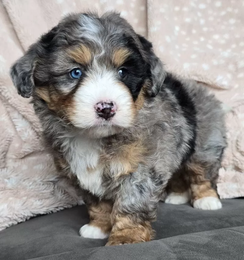 MINI THEO