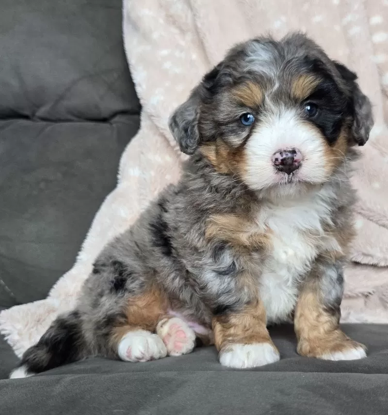 MINI THEO