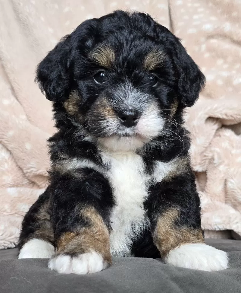 MINI BAILEY