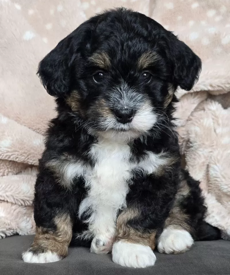 MINI BAILEY