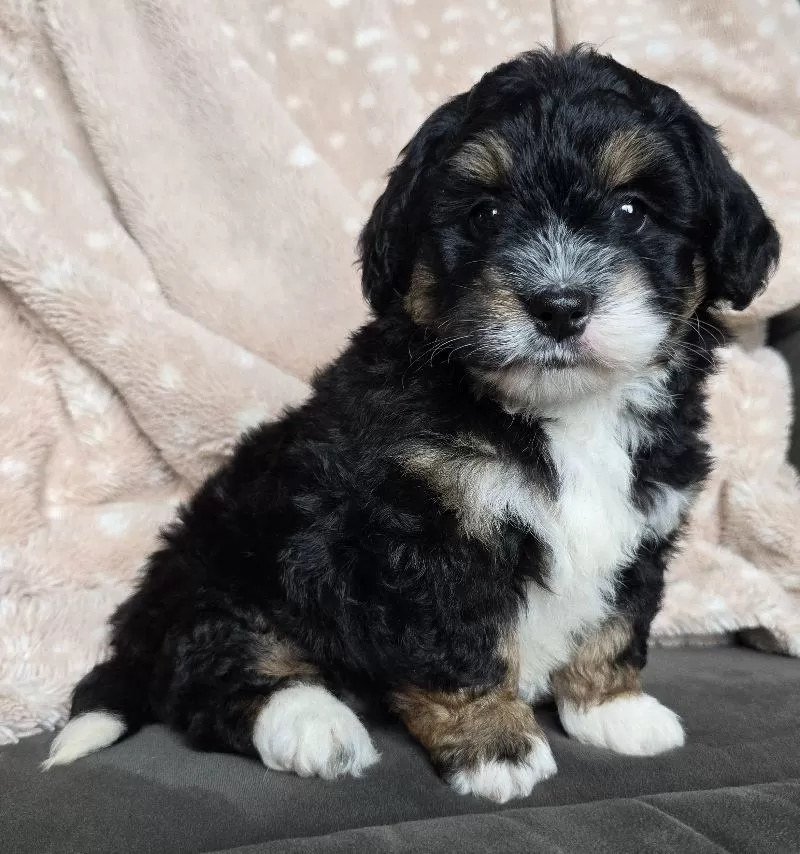 MINI BAILEY