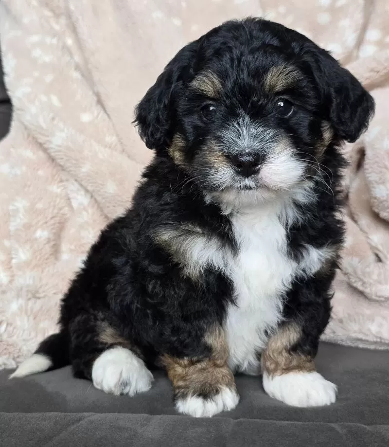MINI BAILEY