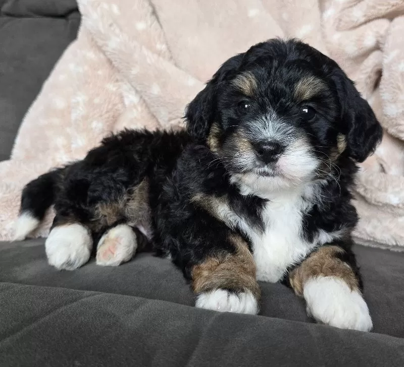 MINI BAILEY
