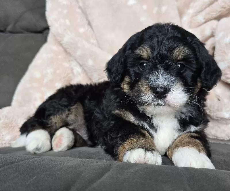 MINI BAILEY