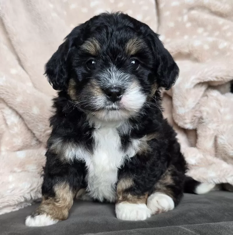 MINI BAILEY