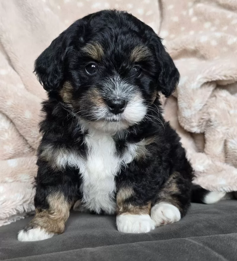 MINI BAILEY