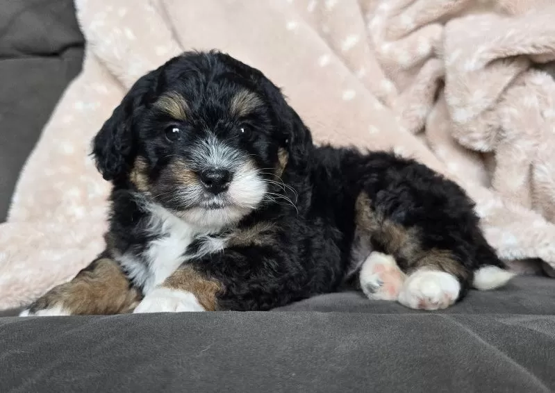 MINI BAILEY