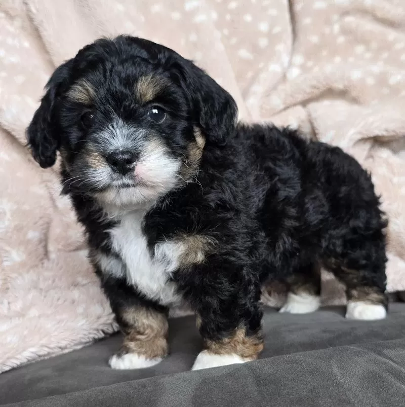 MINI BAILEY