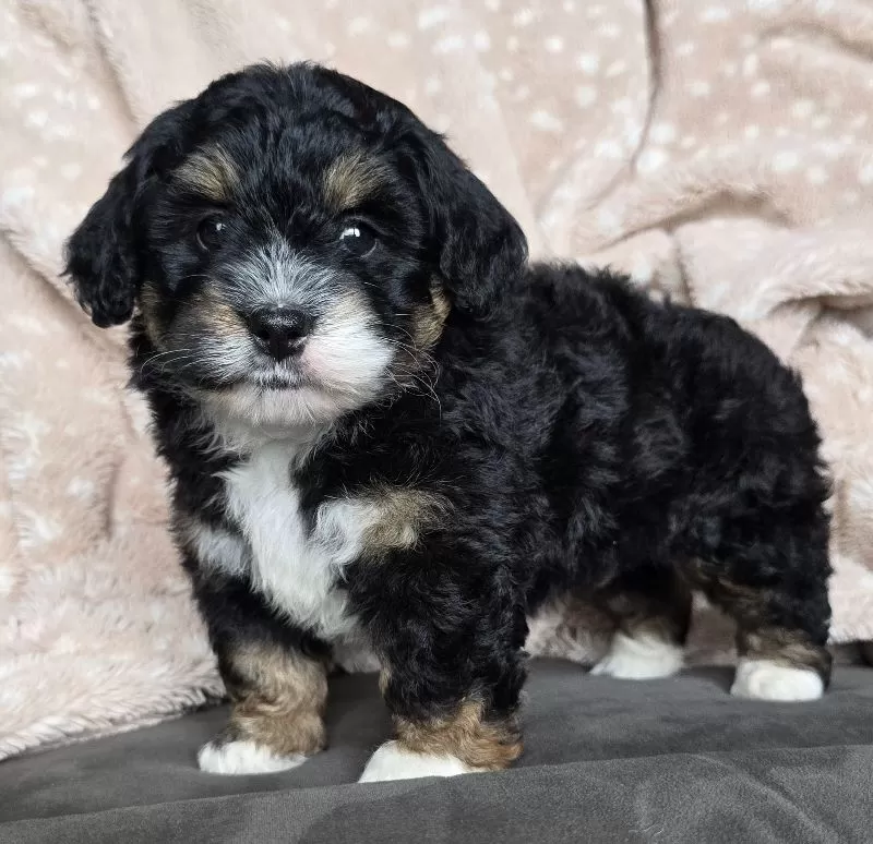 MINI BAILEY