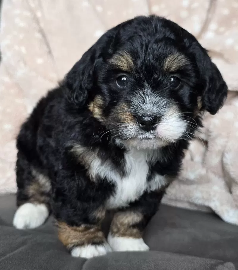 MINI BAILEY