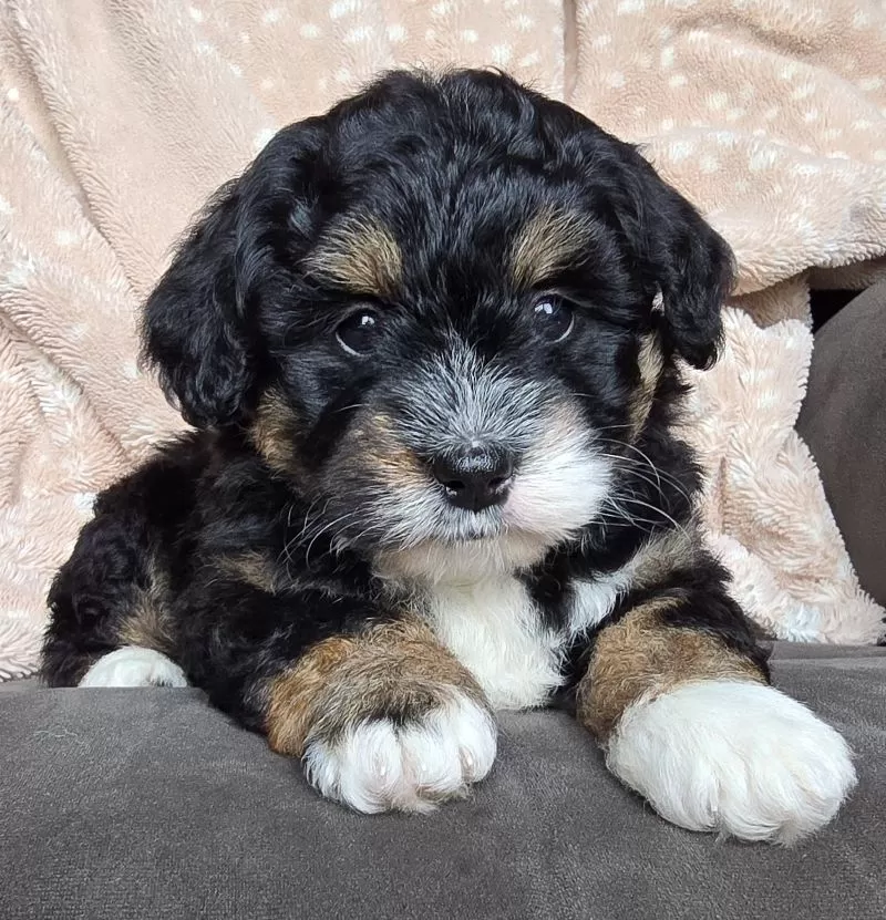 MINI BAILEY