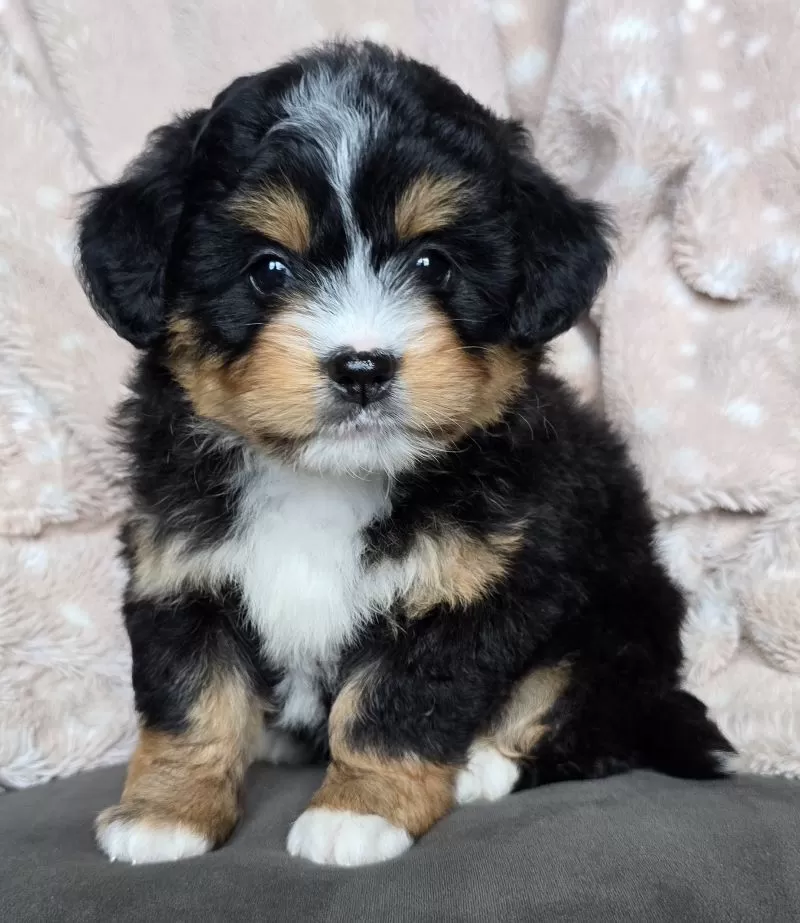MINI CHLOE