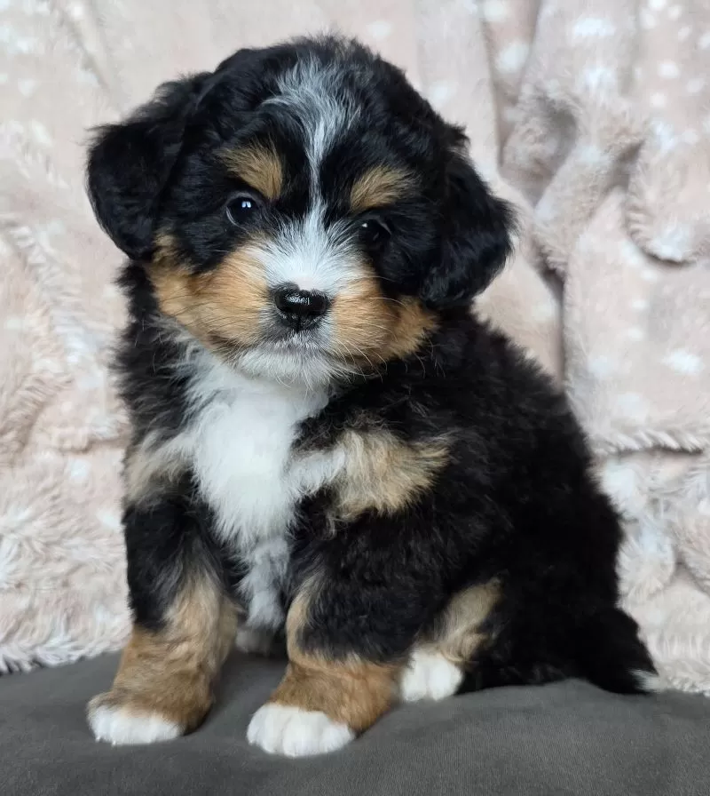 MINI CHLOE