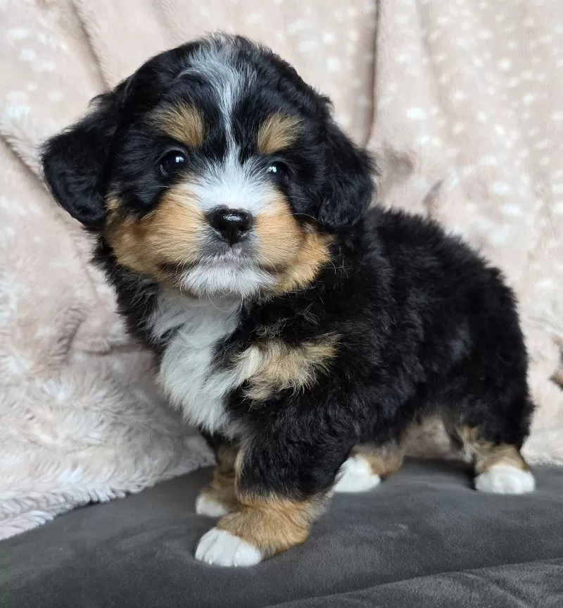 MINI CHLOE
