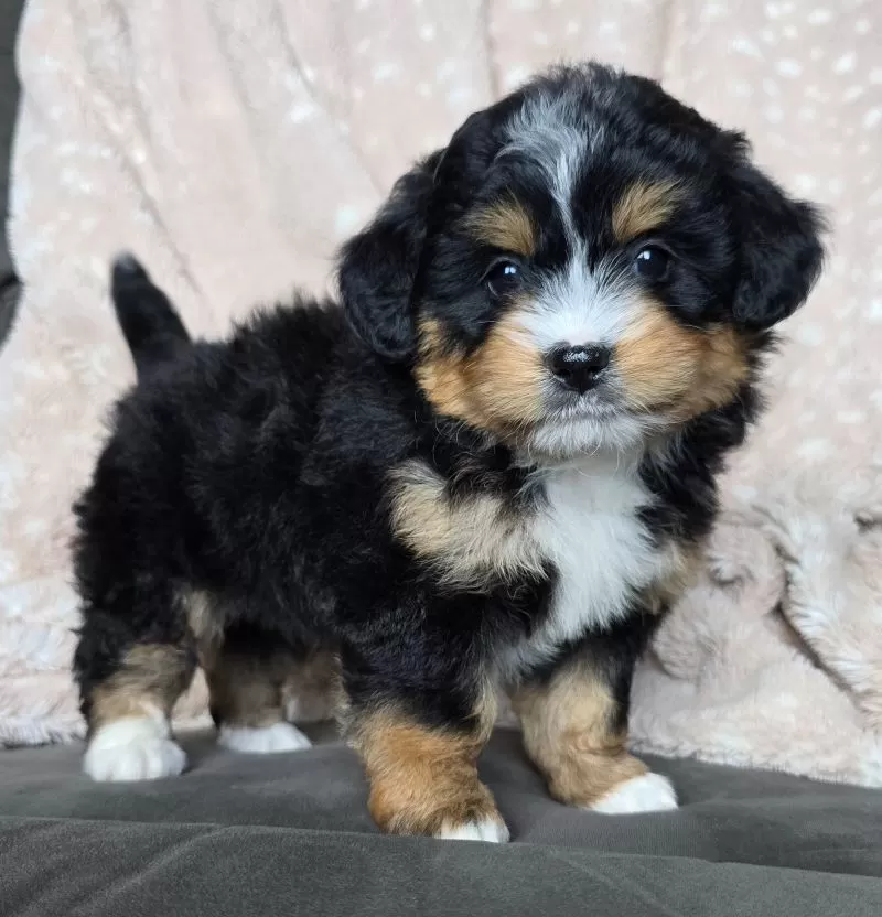 MINI CHLOE