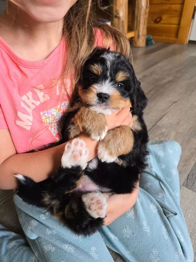 MINI CHLOE